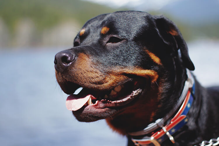 Las razas de perros más del mundo | delablog